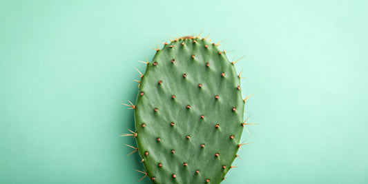 Fresh Organic Cactus Leaves / Nopales by RawJoy 2 Pounds